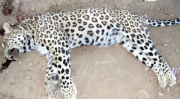 Öldürülen 'leopar' İran Parsı çıktı Öldürülen 'leopar' İran Parsı çıktı