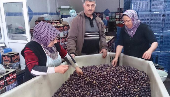 'Kalamata'nın kilosu 18 liraya fırladı 'Kalamata'nın kilosu 18 liraya fırladı