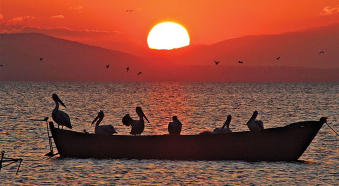 Pelikanların gün batımı sefası