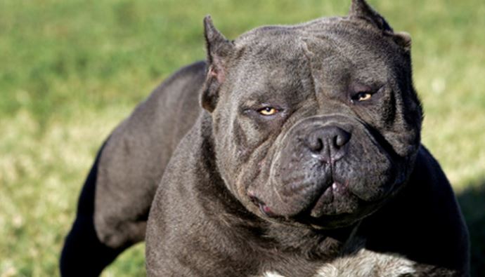 Pitbull, 5 yaşındaki Arda'yı ağır yaraladı