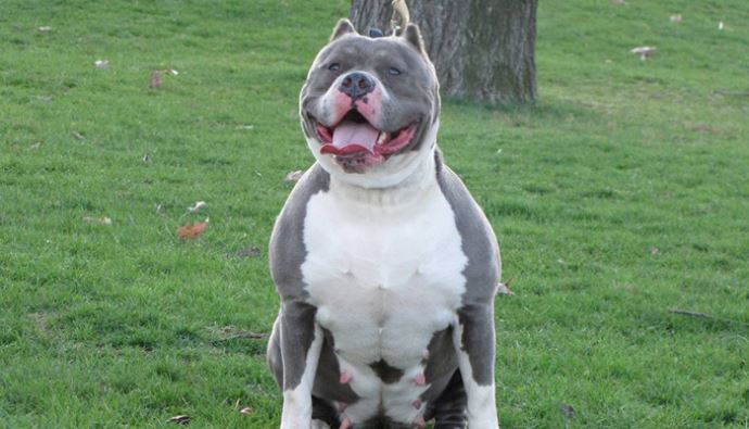 Pitbull 5 yaşındaki çocuğa saldırdı