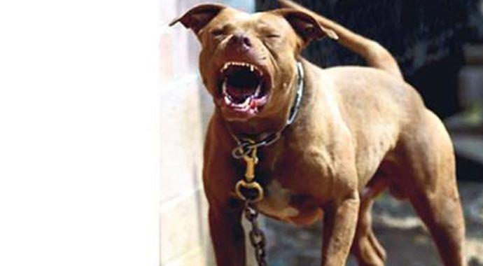 Yine Pitbull dehşeti