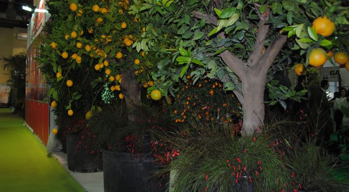 Bu limon ağacını görenler oldukça şaşırdı Bu limon ağacını görenler oldukça şaşırdı