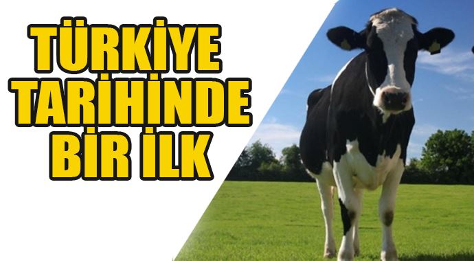 Türkiye, tarihinin ilk büyükbaş hayvan ihracatını gerçekleştirdi Türkiye, tarihinin ilk büyükbaş hayvan ihracatını gerçekleştirdi