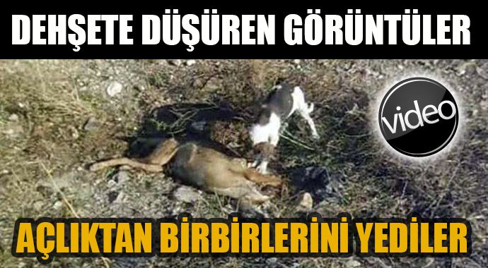 Isparta'daki bu görüntüler çok konuşuluyor Isparta'daki bu görüntüler çok konuşuluyor