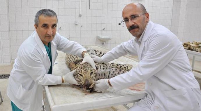 Öldürülen leopar, 2 yaşında ve erkek çıktı