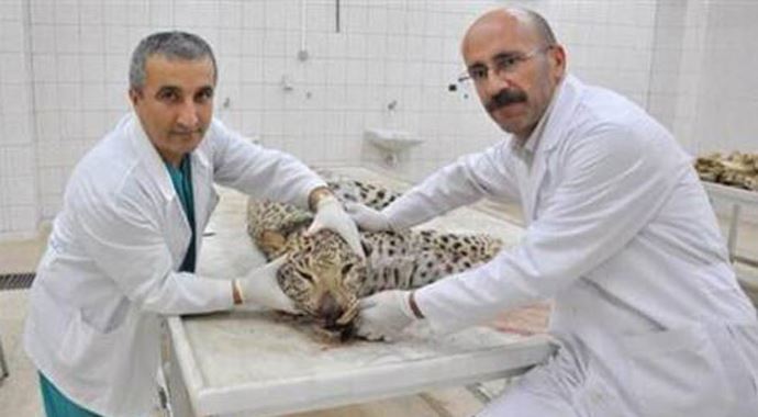 Diyarbakır'da ölü leoparla poz vermeyen kalmadı Diyarbakır'da ölü leoparla poz vermeyen kalmadı