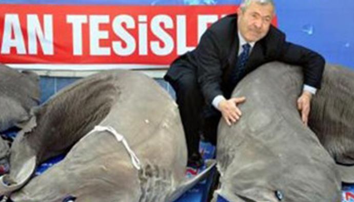 Köpekbalığı eti için sıraya girdiler