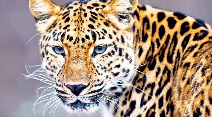 Son Anadolu Leoparı değil