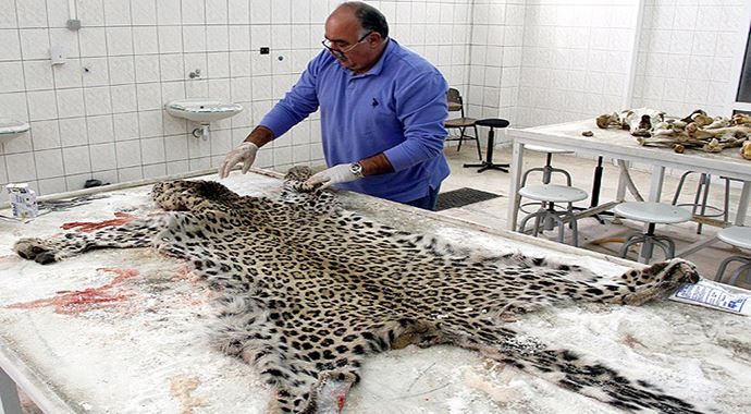 Diyarbakır'da öldürülen leoparın postunu soydular Diyarbakır'da öldürülen leoparın postunu soydular
