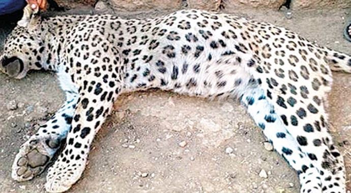 Diyarbakır&#039;da öldürülen leopar sergilenecek