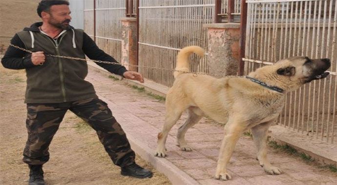 Kangal köpeğine servet ödedi, tamı tamına 72 bin Kangal köpeğine servet ödedi, tamı tamına 72 bin