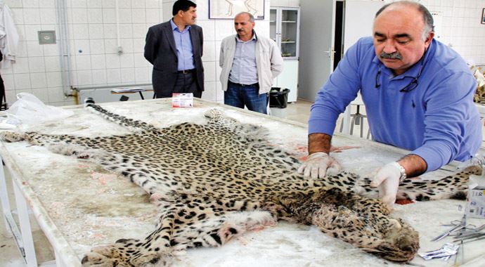 Otopsisi yapılan leopar daha önceden de vurulmuş