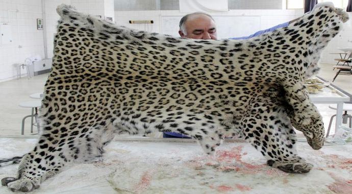 İşte o Leoparın otopsi sonucu