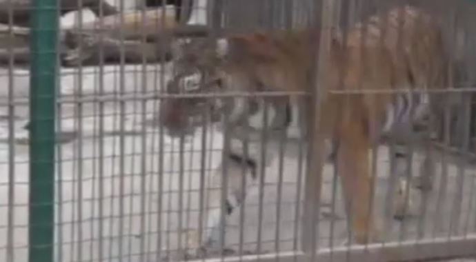 Bakanlık o kaplana el koydu Bakanlık o kaplana el koydu