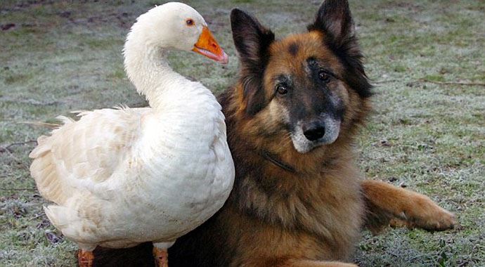 Köpekle kazın sıra dışı dostluğu Köpekle kazın sıra dışı dostluğu