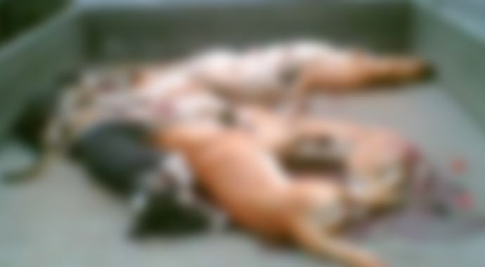 Uşak'ta 25 sokak köpeğine katliam