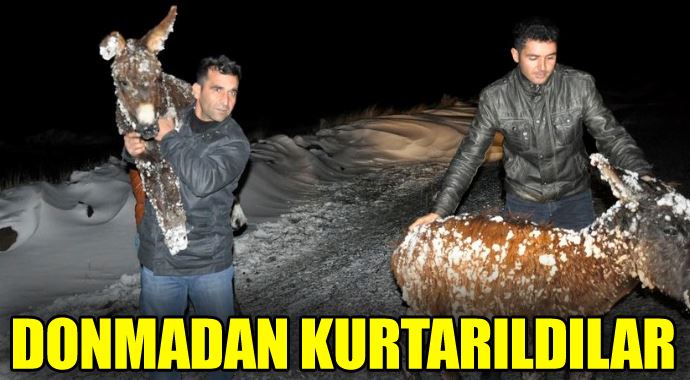 Buz tutan eşekler donmaktan kurtarıldı Buz tutan eşekler donmaktan kurtarıldı