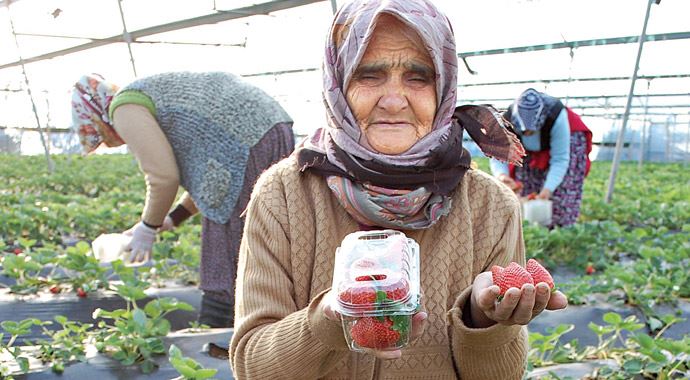 Kışın çilek hasadı Kışın çilek hasadı