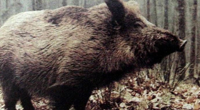 Aç kalan yaban domuzları köye indi Aç kalan yaban domuzları köye indi