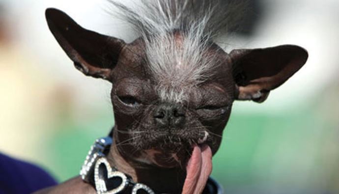 Dünyanın en çirkin köpeği seçilen Elwood öldü Dünyanın en çirkin köpeği seçilen Elwood öldü