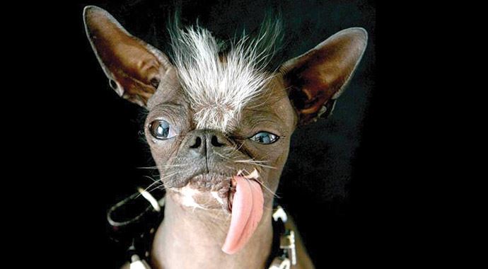 Dünyanın en çirkin köpeği öldü