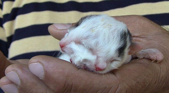 Hatay'da 'iki yüzlü kedi' doğdu