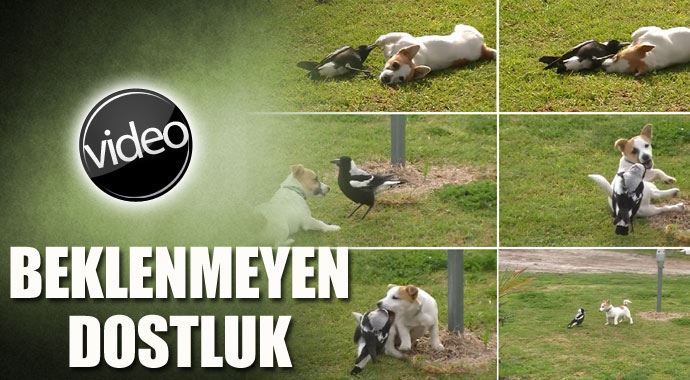 Köpek ve karganın beklenmeyen dostluğu Köpek ve karganın beklenmeyen dostluğu