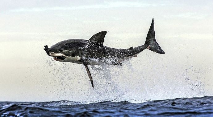 Jaws'dan uçanda kaçanda kurtulamıyor Jaws'dan uçanda kaçanda kurtulamıyor