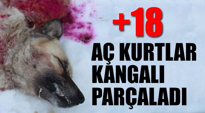 Aç kurtlar kangal köpeğini parçalayıp yedi 