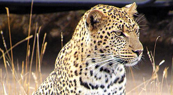 Canlı leopar yakalayana sıfır otomobil