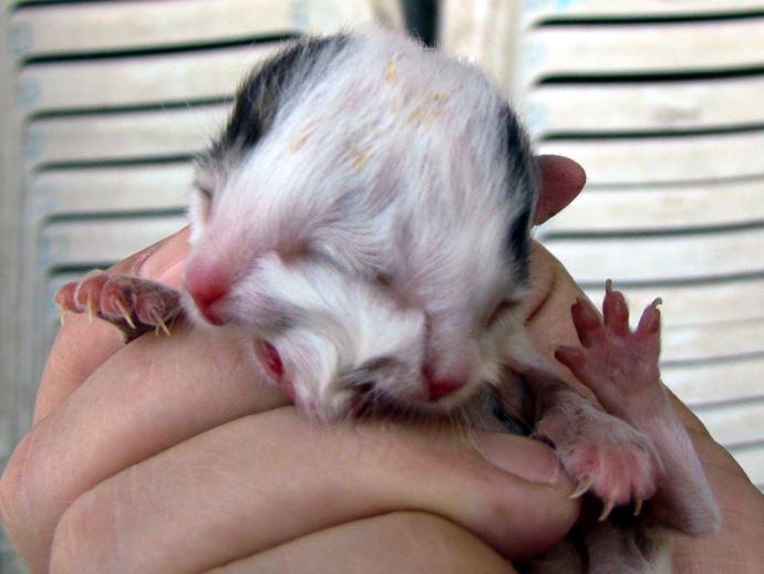 Hatay'da iki yüzlü kedi doğdu Hatay'da iki yüzlü kedi doğdu