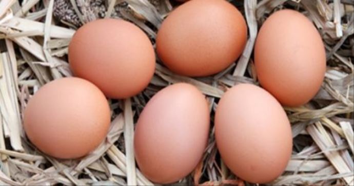 Yumurta fiyatları değişmedi Yumurta fiyatları değişmedi