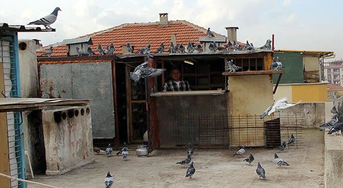 İki daire parasına güvercinleri var İki daire parasına güvercinleri var