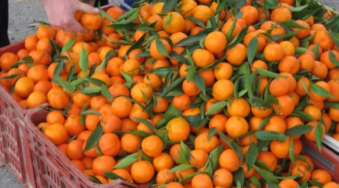 Rusya, 23 ton mandalinayı geri gönderdi Rusya, 23 ton mandalinayı geri gönderdi