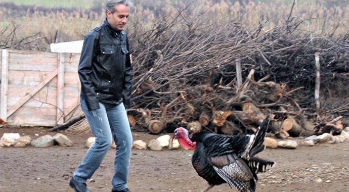 Bekçi hindiler görev başında Bekçi hindiler görev başında