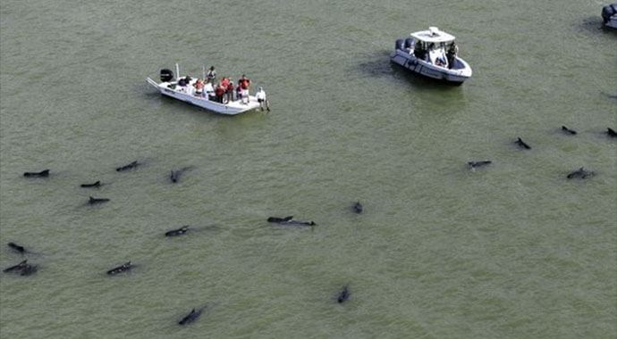 Florida'da balina faciası Florida'da balina faciası