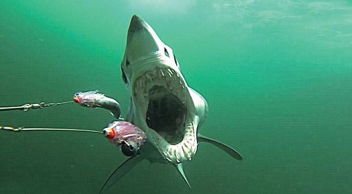 Jaws işbaşında! Jaws işbaşında!