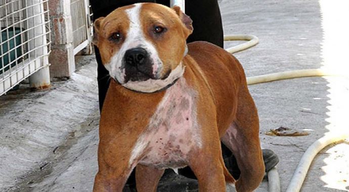 Pitbull besleyen 7 kişiye ceza yağdı
