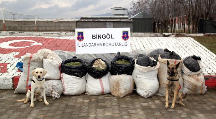 Bingöl&#039;de 239 kilo esrar ele geçirildi