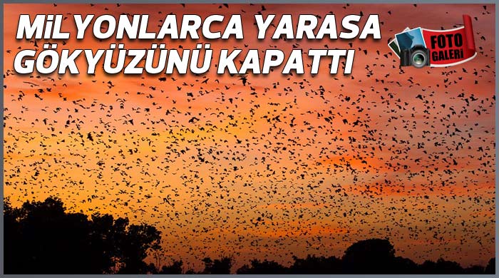 Milyonlarca yarasa göç etti