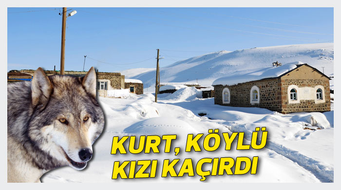 Kurt, köylü kızı kaçırdı Kurt, köylü kızı kaçırdı