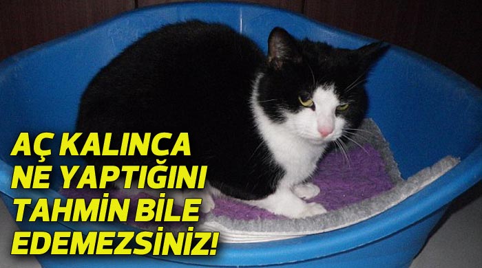 6 gün aç kalan kedinin yaşam savaşı