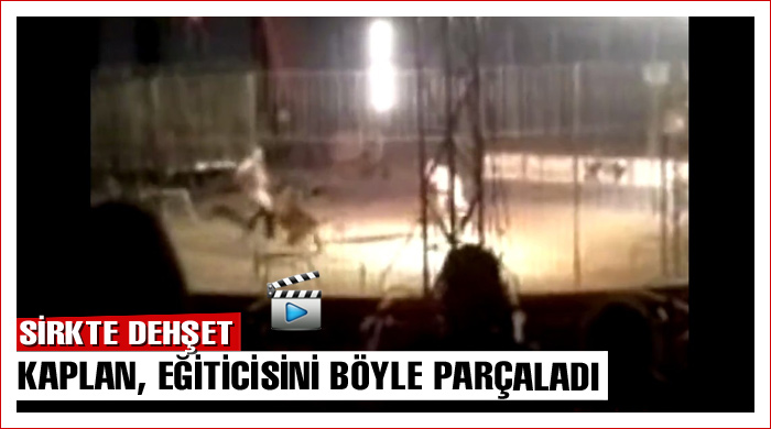Sirk kaplanı, eğiticisini böyle öldürdü