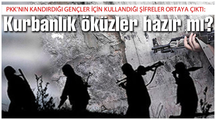 Kurbanlık öküzler hazır mı?