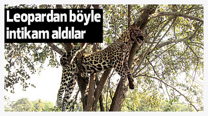 Leopardan böyle intikam aldılar Leopardan böyle intikam aldılar