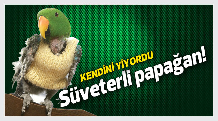 Süveterli papağan Süveterli papağan