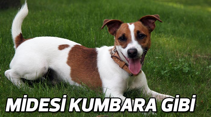 Köpeğin midesinden 111 tane bozuk para çıktı Köpeğin midesinden 111 tane bozuk para çıktı