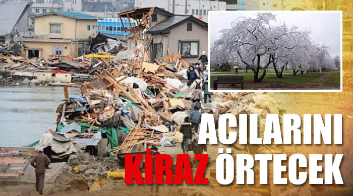 Depremin izlerini kiraz ağacı örtecek Depremin izlerini kiraz ağacı örtecek
