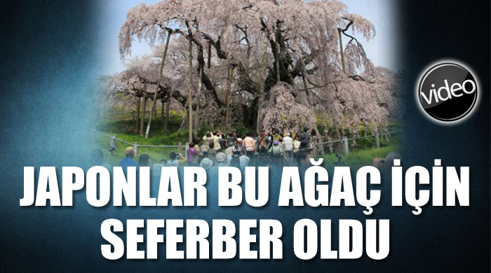 Japonya&#039;da bir abide agacın çarpıcı öyküsü
